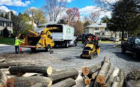 Reliable New Carlisle, OH  Tree Services Solutions