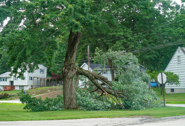 Best Tree Risk Assessment  in New Carlisle, OH