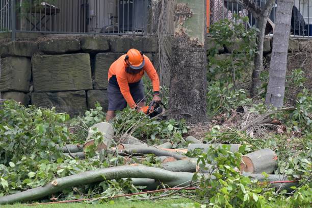 How Our Tree Care Process Works  in  New Carlisle, OH